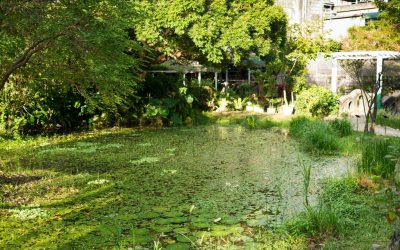 La face cachée des abeilles : Comment le réchauffement climatique transforme l’industrie du miel