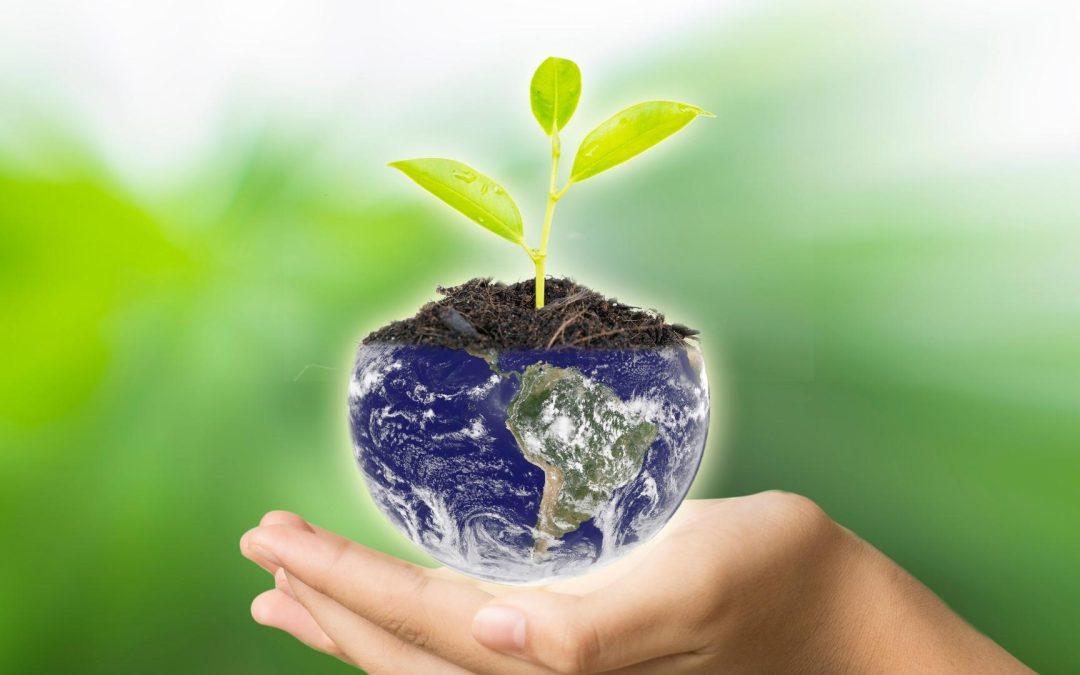 L’étonnante biodiversité des décharges : un biotope méconnu