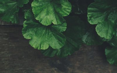 La Face Cachée de l’Écologie Moderne : Quand les Bonnes Intentions Déraillent