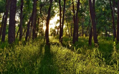 Le défi écologique : comprendre, agir, protéger