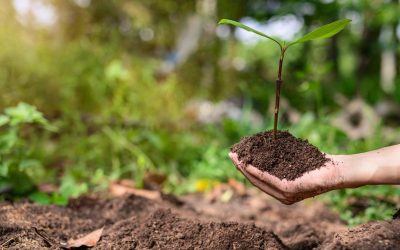 Ecologie versus Economie : le dilemme du 21ème siècle