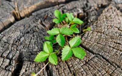 Révolution dans le recyclage : Ces startups qui bousculent les codes