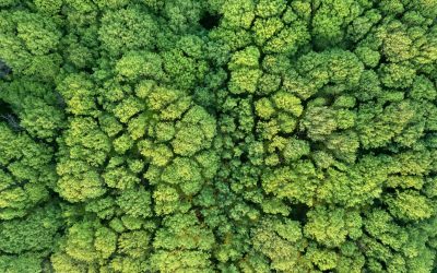 L’écologie en péril : Comment agir avant qu’il ne soit trop tard