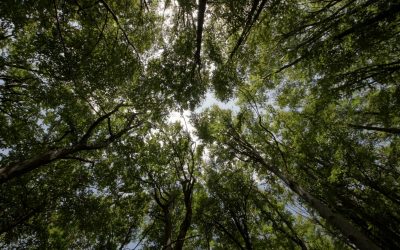 Comment l’écologie peut sauver notre planète et notre économie ?