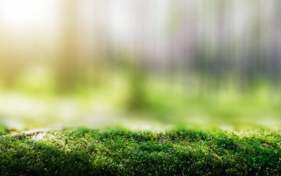 Agir pour l’avenir : Comment l’écologie peut sauver notre planète