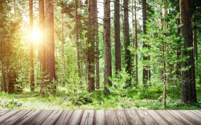 Ces matériaux révolutionnaires qui vont remplacer le plastique