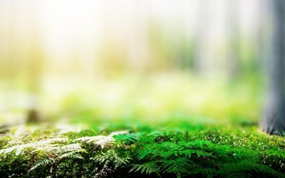Protéger la planète pour un avenir meilleur : l’urgence de l’écologie
