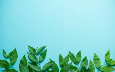 Ces insectes qui pourraient sauver la planète plus vite que Greta Thunberg