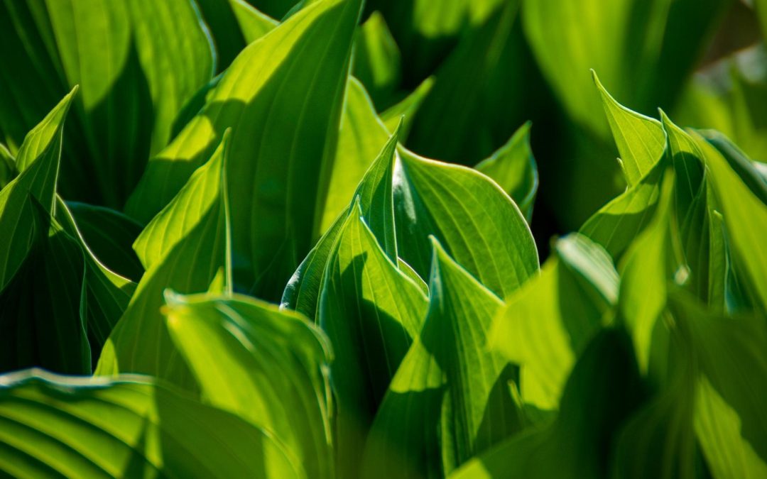 Les plantes ont-elles un sixième sens écologique ? La révolution verte insoupçonnée