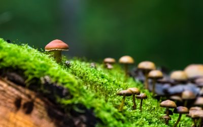 Forêt Amazonienne : Un Écosystème Inconnu à nos Portes