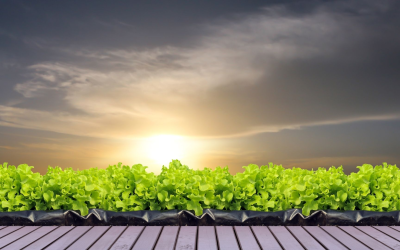 Le bio révolutionne notre quotidien pour un bien-être durable