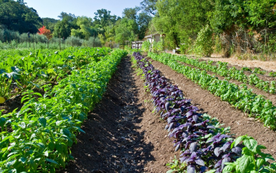Consommez bio: réduisez pesticides et gagnez un bien être durable