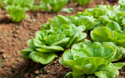 Les produits bio garantissent santé, préservent l’environnement et renforcent bien-être