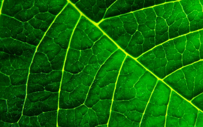 Le bio transforme santé, environnement et bien-être durable au quotidien