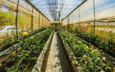 Consommer bio au quotidien pour un bien-être durable et éthique