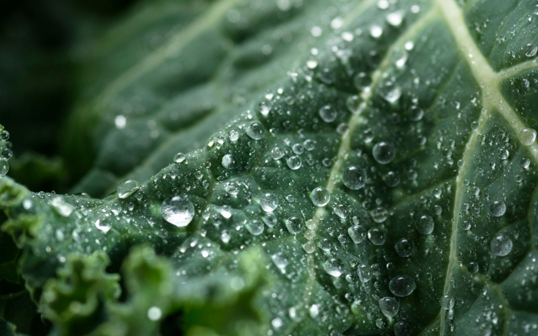 Bio en plein essor : ventes florissantes et conscience écologique