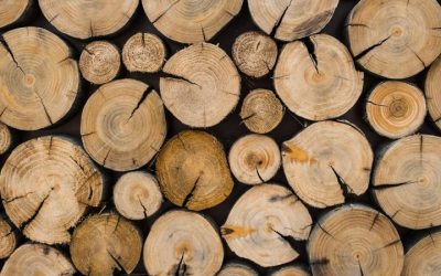 Habitat durable : vers un logement plus écologique, sain et résilient